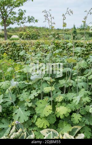 Federmohn (Macleaya microcarpa 'Kelway del pennacchio di corallo") Foto Stock