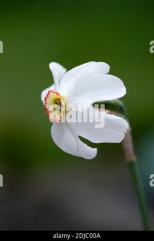 Narcissus poeticus var 'curvus' Foto Stock