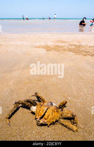 La carapace secca di granchio Spanner morto sulla sabbia dove molte persone giocano l'acqua sulla spiaggia Foto Stock