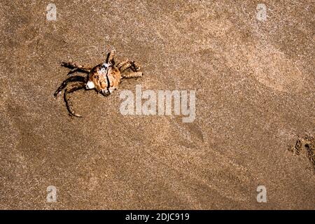 La carapace secca di granchio Spanner morto sulla spiaggia Foto Stock