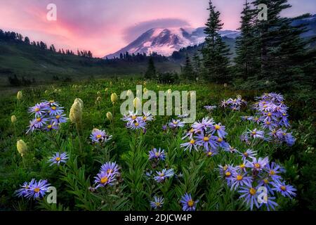 Cascade Aster e Pasqueflower Seedhead con tramonto e Mt. Rainier. Mt. Rainier National Park, Washington Foto Stock