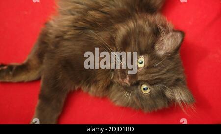 Il gattino sta poggiando sul divano. Scottish fold. Foto Stock