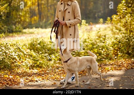 donna con cane bianco camminare nel parco, donna godere di tempo con il cane al sole giorno d'autunno, durante l'autunno Foto Stock