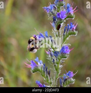 Bumblebee sulla sinistra succhiando nettare in fiore della lingua di vacca (Echium vulgare). Foto Stock