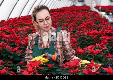 donna giardiniere in serra si prepara ad annaffiare i fiori di poinsettia con spruzzatore Foto Stock