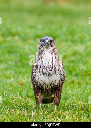 Aberystwyth, Ceredigion, Galles, Regno Unito. 14 dicembre 2020. Una giovane buzzard comune è catturata in un deperversi a metà del Galles come forages per il cibo. Credit: Phil Jones/Alamy Live News Foto Stock