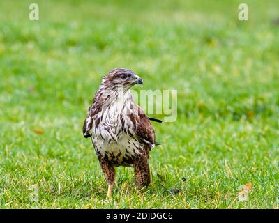 Aberystwyth, Ceredigion, Galles, Regno Unito. 14 dicembre 2020. Una giovane buzzard comune è catturata in un deperversi a metà del Galles come forages per il cibo. Credit: Phil Jones/Alamy Live News Foto Stock