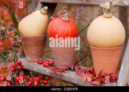 Giardino di zucche, teste di fiori, rosehip e colorate foglie acer su scale di legno in autunno. REGNO UNITO Foto Stock