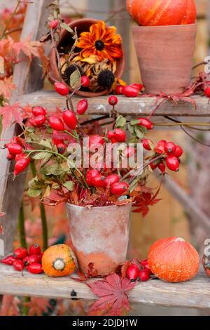 Giardino di zucche, teste di fiori, rosehip e colorate foglie acer su scale di legno in autunno. REGNO UNITO Foto Stock