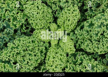 Pianta di kale curly homegrown che cresce in un piccolo terreno vegetale in un giardino domestico. REGNO UNITO. Gruppo di acefala di Brassica oleracea Foto Stock