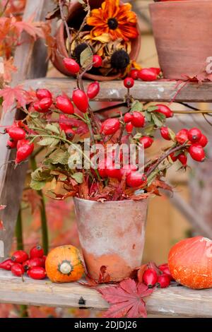 Giardino di zucche, teste di fiori, rosehip e colorate foglie acer su scale di legno in autunno. REGNO UNITO Foto Stock