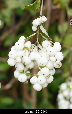 Symphoricarpos albus. Arbusto comune di bacca di neve che mostra i grappoli di bacche più bianchi alla fine dell'autunno. REGNO UNITO Foto Stock