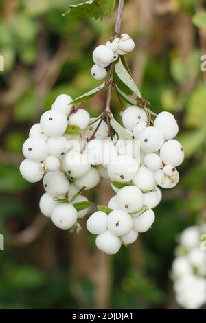 Symphoricarpos albus. Arbusto comune di bacca di neve che mostra i grappoli di bacche più bianchi alla fine dell'autunno. REGNO UNITO Foto Stock