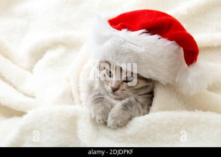 Natale Kitten in babbo natale cappello ritratto avvolto in morbido morbido morbido morbido morbido bianco plaid. Natale grigio tabby gatto di Capodanno su sfondo bianco con copia Foto Stock