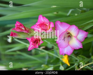 Gladiolus pianta in fliorescenza di rosa, bianco e giallo in piantatrice. Foto Stock