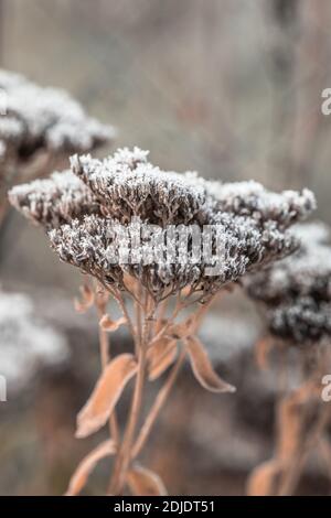 telephium del sedum asciutto coperto con gelo del primo rombo Foto Stock