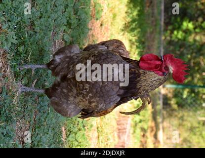 Colourful goster di razza biblue in campo verde erba. Foto Stock