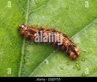 Vista dorsale di almeno archi neri Moth caterpillar (Nola confusalis) a riposo su foglia di quercia. Tipperary, Irlanda Foto Stock