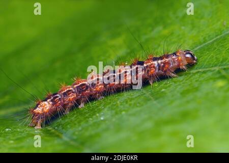 Almeno archi neri falciano caterpillar (Nola confusalis) a riposo su foglia di quercia. Tipperary, Irlanda Foto Stock