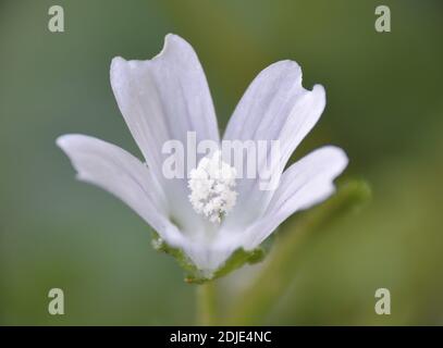 Particolare di fiore bianco di Malva tournefortiana. Foto Stock