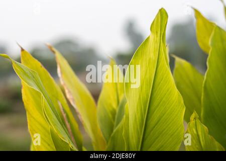 Curcuma longa o foglie verdi curcuma vista ravvicinata all'interno La fattoria agricola in Bangladesh Foto Stock