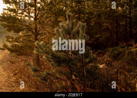 ramo di pino con coni e reti ragno-tessute il sole è si illumina calorosamente la mattina presto Foto Stock