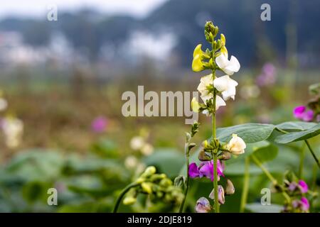 Fiori e foglie di fagioli comuni all'interno della fattoria agricola sul loft Foto Stock