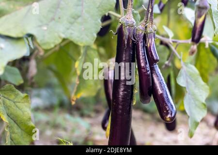 Melanzane o ortaggi di melanzane a lungo porpora che coltivano in agricoltura fattoria Foto Stock