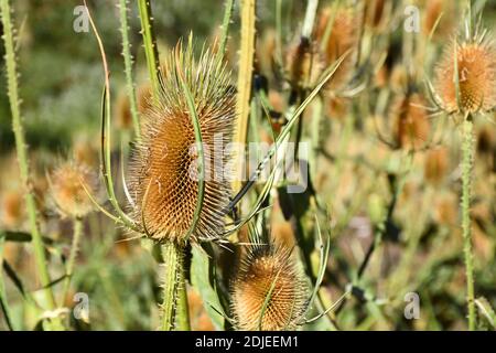 Grande set di carder thistle (Dipsacus fullonum) in campo erba. Foto Stock