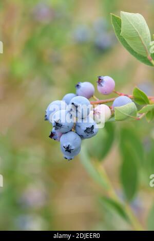 Heidelbeere (Vaccinium corymbosum 'Biloxi") Foto Stock