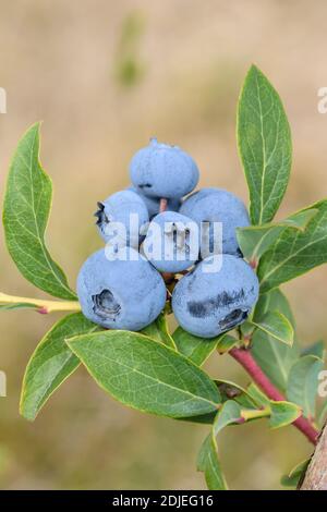 Heidelbeere (Vaccinium corymbosum 'Blueray') Foto Stock