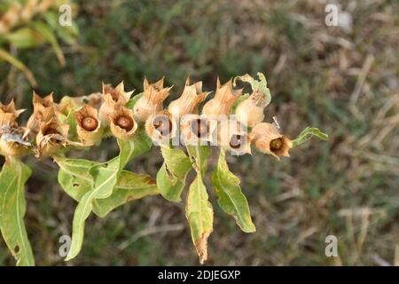 Semi di Hyoscyamus niger in fiori secchi. Larriba, la Rioja. Foto Stock