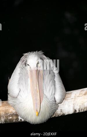 Pelican con schienale rosa (Pelecanus rufescens) Foto Stock
