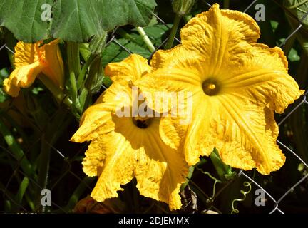 Giganteschi fiori di zucca che si stagliano fuori nella recinzione del giardino. Foto Stock