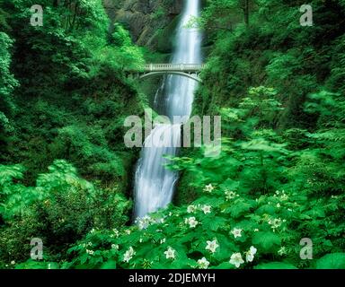 Cascate Multnomah in primavera. Oregon. Foto Stock