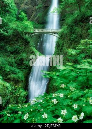 Cascate Multnomah in primavera. Oregon. Foto Stock