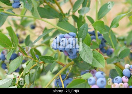 Heidelbeere (Vaccinium corymbosum 'Patriot') Foto Stock