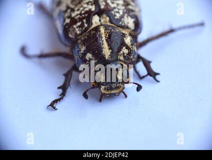 Testa particolare di un fulllo femmina (Polyphylla fullo). Foto Stock