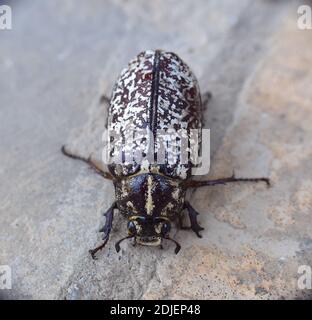Fulllo femmina (Polyphylla fullo). Munilla, la Rioja. Foto Stock
