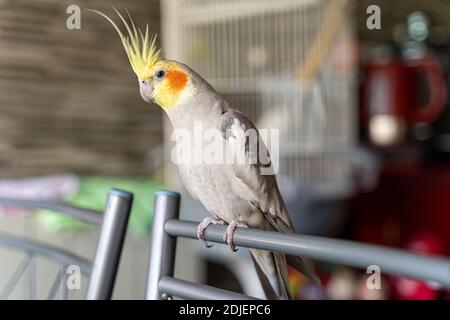 Pappagallo grigio-giallo si siede su una sedia vicino alla gabbia a. casa Foto Stock