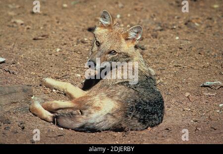 Jackal d'oro o Jackal comune, canis aureus Foto Stock