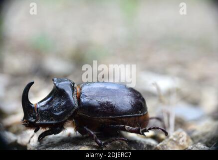L'scarabeo europeo di rinoceronte (Oryctes nasicornis). Munilla, la Rioja. Foto Stock