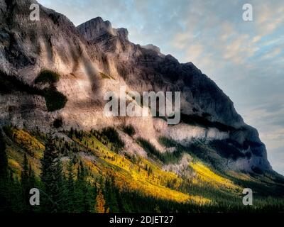 Versante con la caduta di colore alberi di Aspen. Il Parco Nazionale di Banff, Alberta, Canada Foto Stock