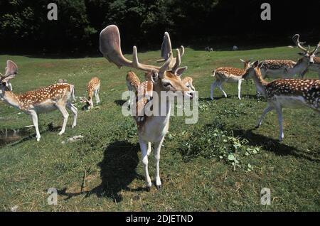 Allow Deer, dama dama, mandria Foto Stock
