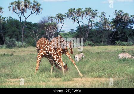 Giraffe reticolato, giraffa camelopardalis reticulata, uomini in lotta, Samburu Park in Kenya Foto Stock