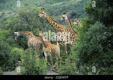 La Rothschild Giraffe, giraffa camelopardalis rothschildi, allevamento emergente dalla boccola, Nakuru park in Kenya Foto Stock