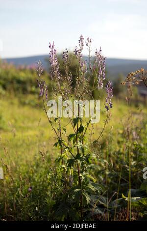 La pianta molto velenosa Aconite o Wild Monkshood (latino Aconitum variegatum) fiorisce con fiori viola in un prato d'estate. Foto Stock