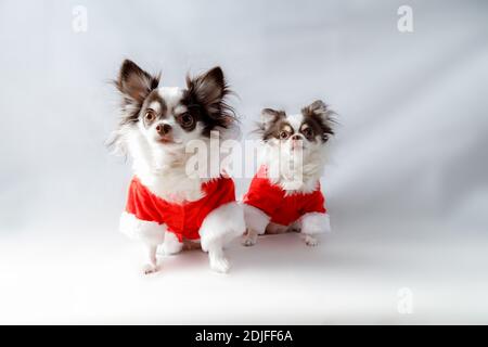 Due cani chihuahua che indossano un costume rosso di natale santa guarda la macchina fotografica. Isolato su sfondo bianco. Foto Stock