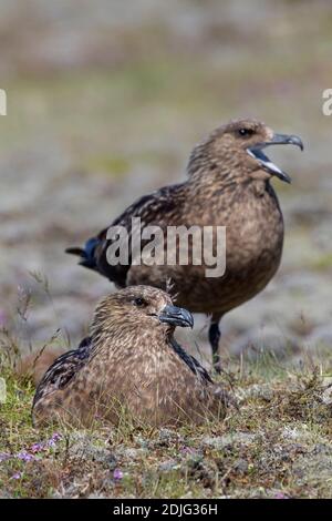 Grande coppia di skua (Stercorarius skua) che nidificano sulla tundra in estate, Islanda Foto Stock