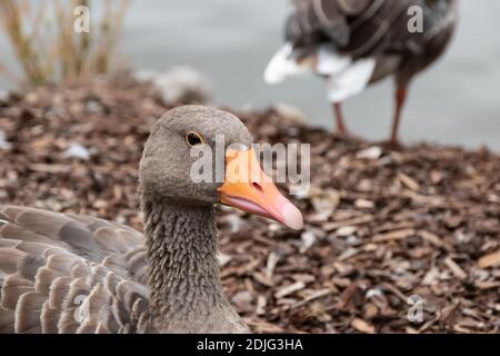 Ritratto di Greylag Goose Anser Anser con becco d'arancia. Foto Stock